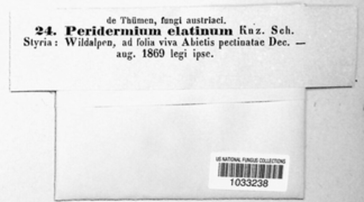 Melampsorella elatina image